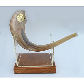 Israeli Shofar (Rams Horn)